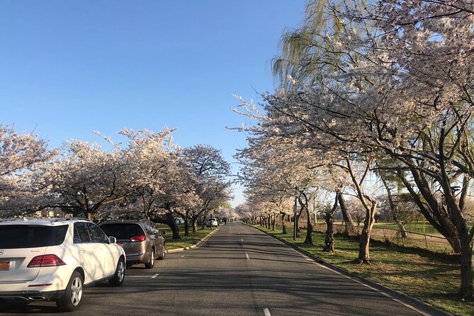 New York to Washington D.C. Spring Cherry Blossom Full-Day Tour - Starting from New York City to Washington D.C.