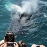 Newport Beach: Luxury Whale Watching Catamaran Cruise - Setting Sail on a Spacious 50-Foot Catamaran