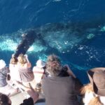 Newport Beach Whale and Dolphin Watching Cruise - The Double-Decker Catamaran with 360° Ocean Views