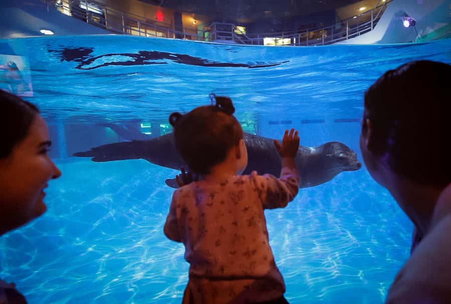 Niagara: Aquarium of Niagara General Admission - Marine Animal Encounters and Rescue Efforts