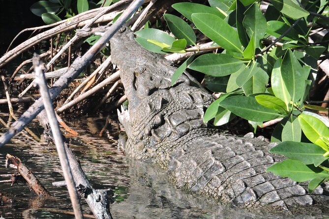 Nichupte Lagoon Wildlife Tour - Starting Point and Meeting Details in Cancun’s Hotel Zone
