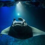 Night Manta Ray Experience - What Happens if No Manta Rays Are Seen?