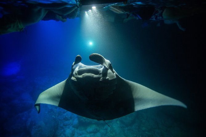 Night Manta Ray Experience - What Happens if No Manta Rays Are Seen?