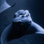 Night Manta Ray Snorkel with Videos - Meeting at the Kealakehe Harbor for a Sunset Sail