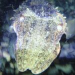 Night Snorkeling Tour - What You Can Expect During the Night Snorkeling