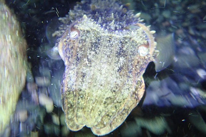 Night Snorkeling Tour - What You Can Expect During the Night Snorkeling