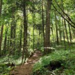 Nighttime Forest Firefly Hike - What’s Included in the Firefly Hike Experience
