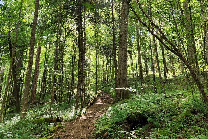 Nighttime Forest Firefly Hike - What’s Included in the Firefly Hike Experience