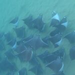 Non-Certified Diving Adventure in Cabo San Lucas - Marine Life Encounters in the Cabo Bay