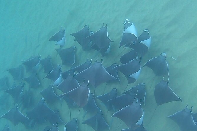 Non-Certified Diving Adventure in Cabo San Lucas - Marine Life Encounters in the Cabo Bay