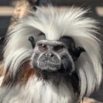 North Florida Wildlife Center General Admission - Encounter with Fascinating Wildlife Residents