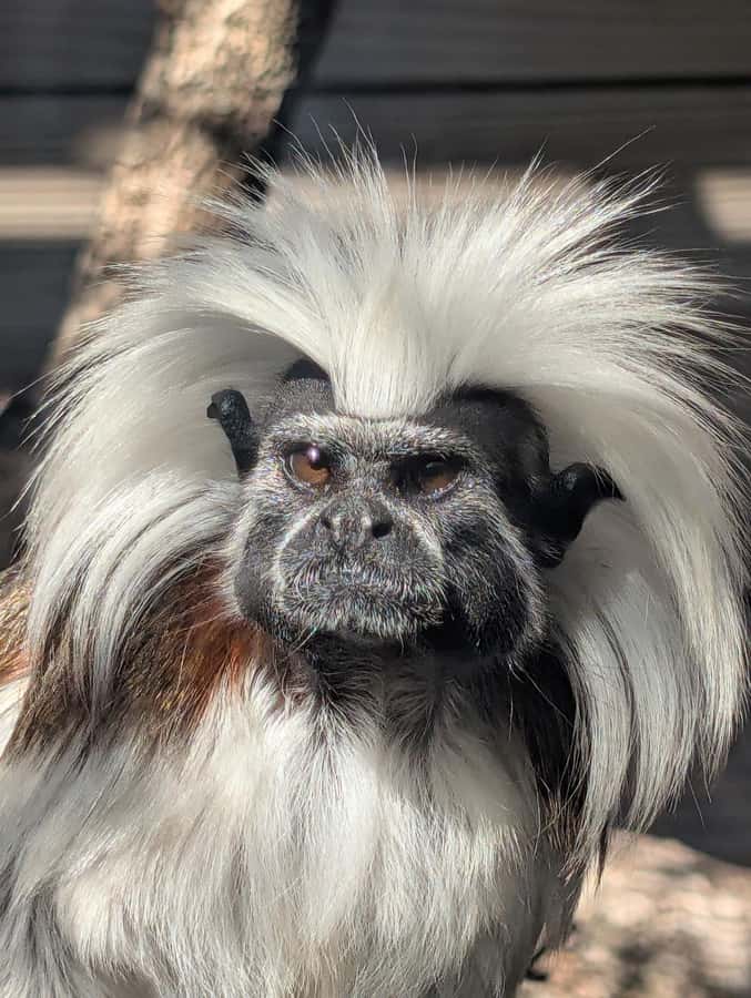 North Florida Wildlife Center General Admission - Encounter with Fascinating Wildlife Residents