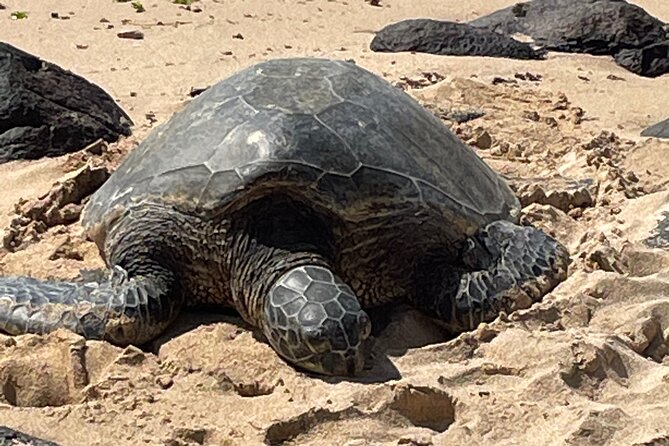 North Shore day,Waterfalls and Turtles Tour - Exploring the Sacred Valley of Waimea