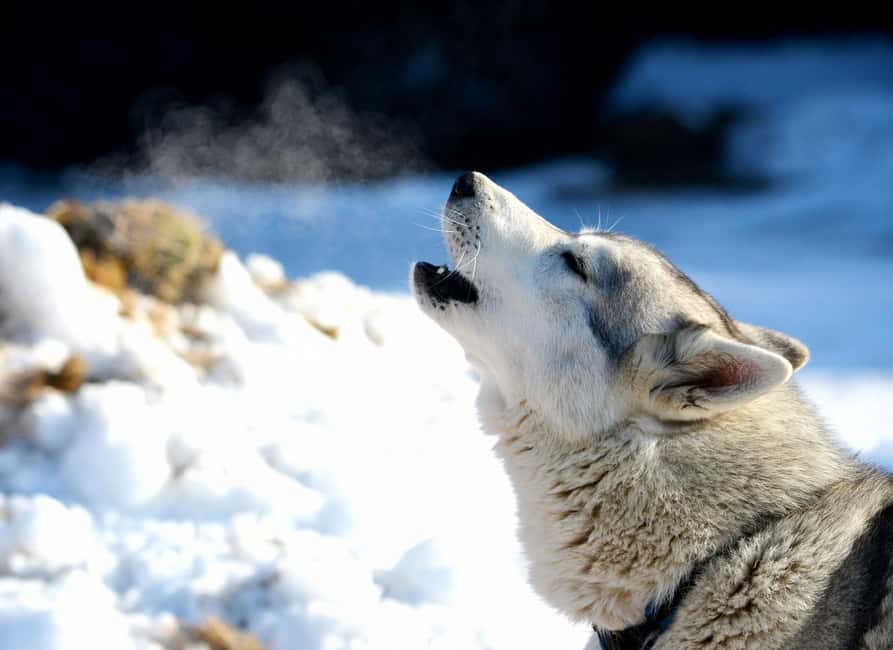 Northern Norway: guided snowshoe tour with a husky - How The Husky Pulls Add Excitement to the Tour