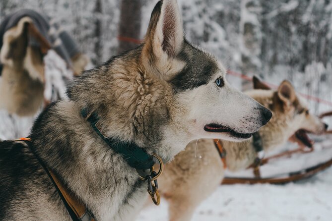 Nulkki Husky Adventure - At the Private Husky Farm: Meeting the Dogs and Learning About Dog Sledding