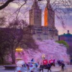 NYC: Amazing Central Park Horse and Carriage Ride with Guide - Exploring Central Parks Top Attractions on the Carriage Ride