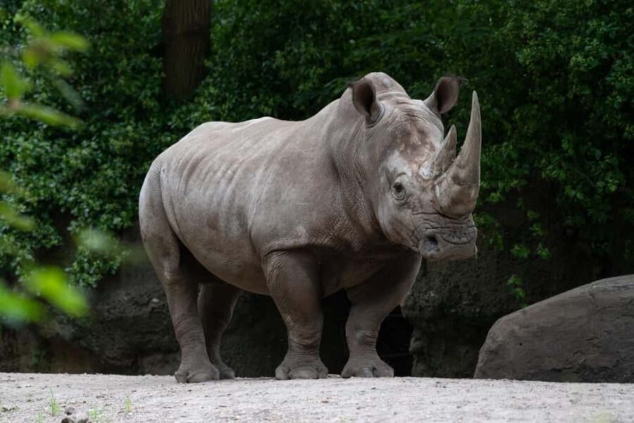 NYC: Bronx Zoo Entry Ticket - Discover the Congo Gorilla Forest and Primates