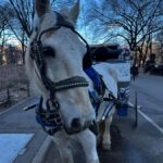 NYC Central Park Horse Drawn Carriage Ride - Starting Point at 180 Central Park S