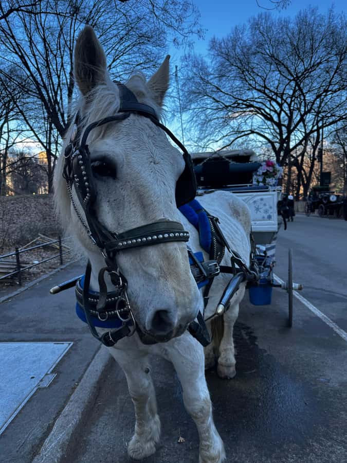 NYC Central Park Horse Drawn Carriage Ride - Starting Point at 180 Central Park S