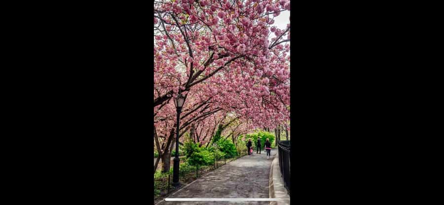 NYC: Central Park Rickshaw Tour with Boat Rental - Discovering Central Park’s Iconic Bridges and Fountains