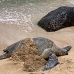Oahu Allstar Circle Island Tour: Dole, Turtles. Blowhole, Fun - Visiting the Macadamia Nut Farm and Kualoa Ranch