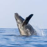 Oahu: Eco-Friendly West Coast Whale Watching Cruise - Starting Point and Transportation Convenience