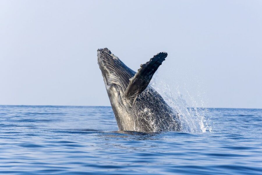 Oahu: Eco-Friendly West Coast Whale Watching Cruise - Starting Point and Transportation Convenience