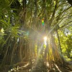 Oahu: Hidden Hawaii Waterfall Hike and Beach Tour - From the Forest to the Lookout Over the East Side