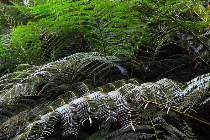 Oahu Hidden Waterfall Hike: A Tropical Paradise Adventure - The Trail: Moderate, with Tips for Navigating Wet Terrain