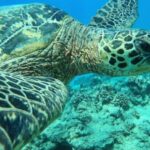 Oahu: Honolulu Turtle Canyon Snorkeling Tour - Discovering Turtle Canyon’s Coral Reefs and Marine Life