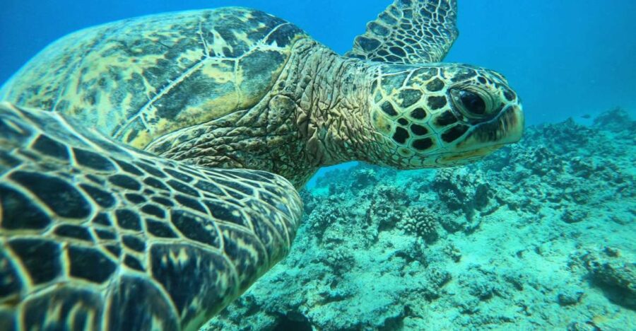 Oahu: Honolulu Turtle Canyon Snorkeling Tour - Discovering Turtle Canyon’s Coral Reefs and Marine Life