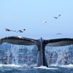 Oahu: Honolulu Whale Watching Cruise - Starting Point and Logistics: From Waikiki to the Open Ocean
