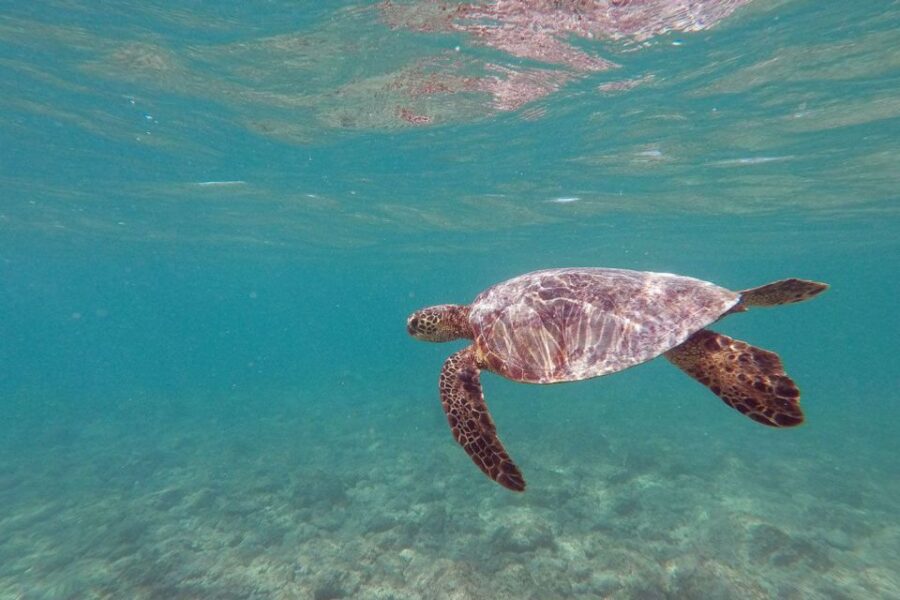 Oahu: Kailua Guided Kayak Excursion with Lunch - Starting Point and Group Size: Small and Personalized