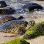Oahu: North Shore Waterfall Swim - Refreshing Swim at Waimea Valley Falls
