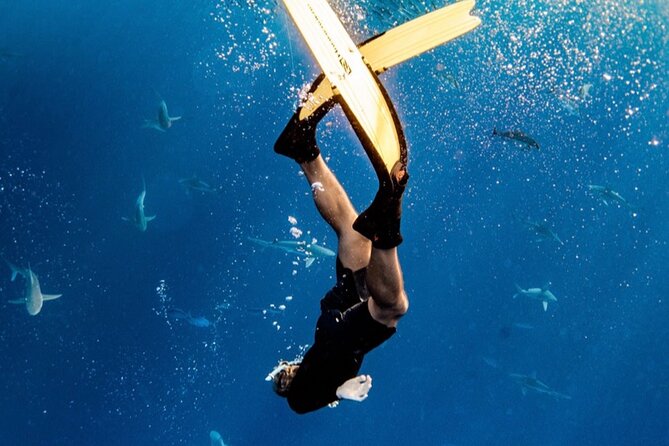 Oahu Open Water Shark Diving Experience - Meeting Point and Booking Details in Haleiwa
