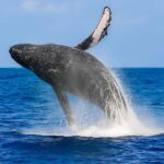 Oahu: Small-Group Whale Watching Sail with Local Crew - Departure Point and Check-in at Ala Wai Harbor