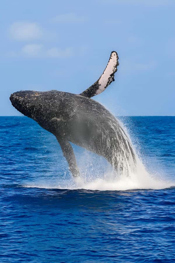 Oahu: Small-Group Whale Watching Sail with Local Crew - Departure Point and Check-in at Ala Wai Harbor