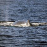 Oahu: Snorkeling and Dolphin Watch Cruise With Hawaiian Buffet - Hawaiian Buffet Lunchtime with Beverages Included