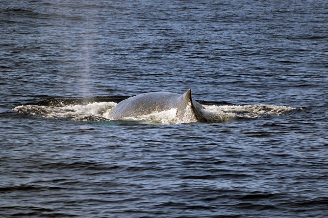 Oahu: Snorkeling and Dolphin Watch Cruise With Hawaiian Buffet - Hawaiian Buffet Lunchtime with Beverages Included