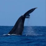 Oahu: Sunset Humpback Whale Watching Tour - Departure Point at Haleiwa Rd in North Shore, Oahu