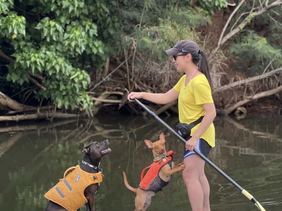 Oahu: SUPDog Experience - Paddle Board with Rescue Dogs - Meeting Point at Blue Planet Adventure near Rainbow Bridge