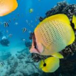 Oahu: Waikiki Discovery Scuba Diving for Beginners - The Fully Equipped Boat Experience and Comforts Onboard