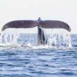 Oahu: Waikiki Eco-Friendly Afternoon Whale Watching Trip - The Eco-Friendly Catamaran Vessel: Comfort and Style