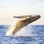 Oahu: Waikiki Eco-Friendly Morning Whale Watching Cruise - The Catamaran Experience and Viewing Platform