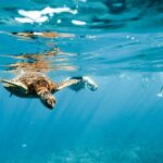 Oahu: Waikiki Turtle Snorkeling Adventure - Departing from Waikiki’s Top Hotels and Locations