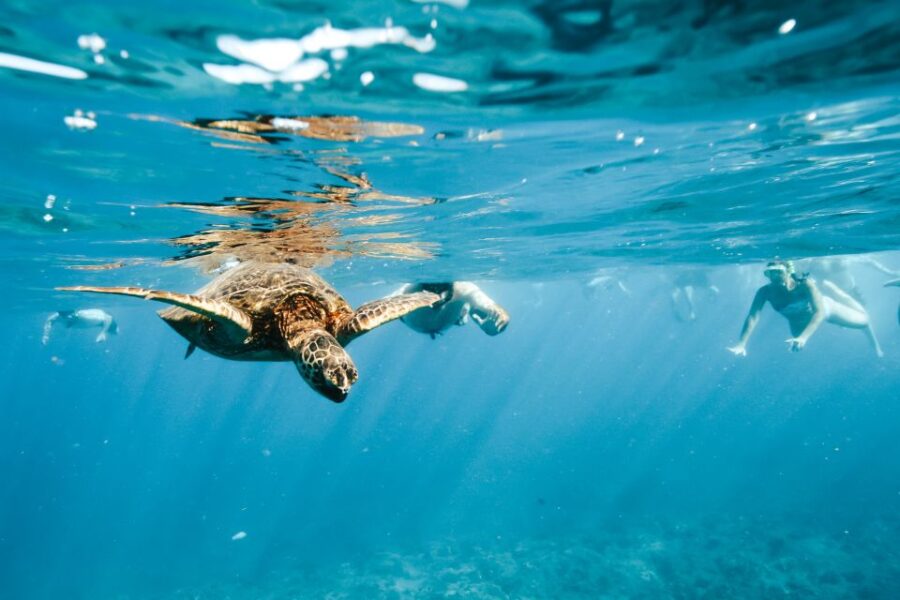 Oahu: Waikiki Turtle Snorkeling Adventure - Departing from Waikiki’s Top Hotels and Locations
