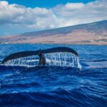Oahu: Waikiki Whale Watching Cruise - The Glass Bottom Boat: A Unique Marine Viewing Experience