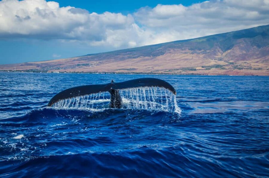 Oahu: Waikiki Whale Watching Cruise - The Glass Bottom Boat: A Unique Marine Viewing Experience