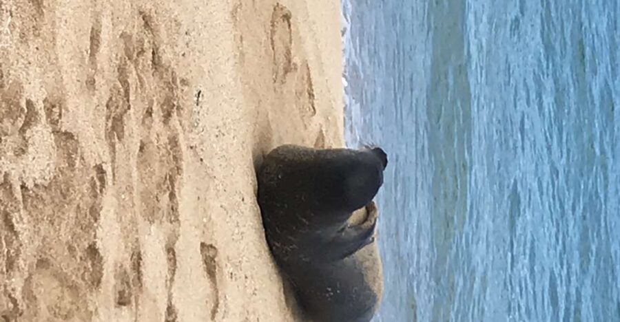 Oahu: Waimea Falls & valley & North Shore day - Exploring the North Shore Beaches and Turtle Spotting