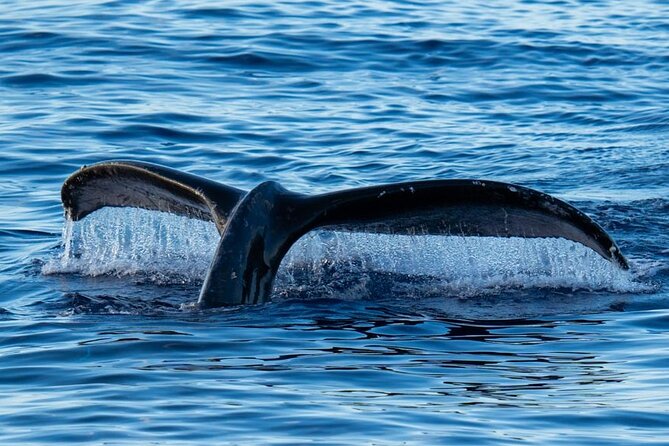 Oahu Whale Watch Tour & Waikiki Sunset Boat Tour - Watching Humpback Whales Returning to Hawaii in Winter Months